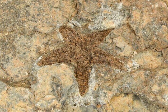 Ordovician Starfish (Petraster?) Fossil - Morocco #193719